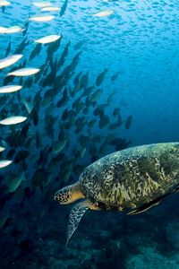 Preview wallpaper turtle, underwater, swim, fish, sea, ocean