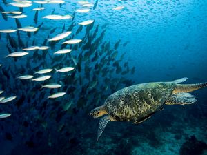 Preview wallpaper turtle, underwater, swim, fish, sea, ocean
