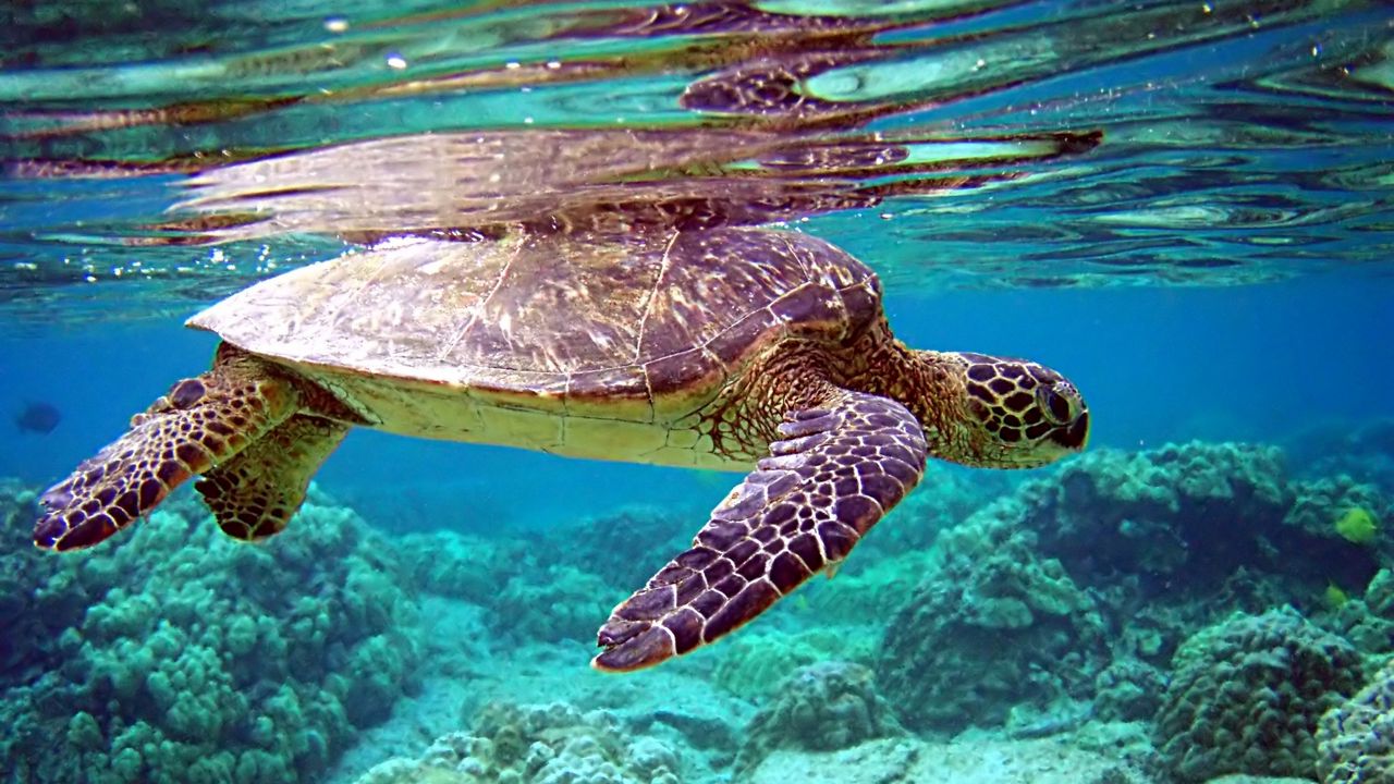 Wallpaper turtle, underwater, swimming, water