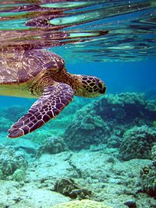 Preview wallpaper turtle, underwater, swimming, water