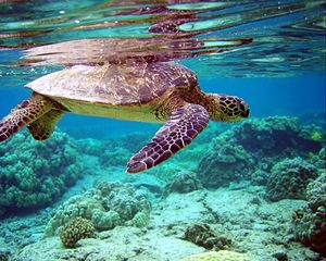 Preview wallpaper turtle, underwater, swimming, water