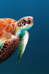 Preview wallpaper turtle, underwater, swimming, shell