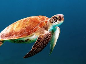 Preview wallpaper turtle, underwater, swimming, shell
