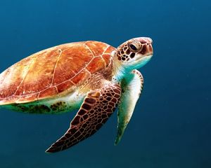 Preview wallpaper turtle, underwater, swimming, shell