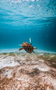 Preview wallpaper turtle, underwater, water, sea