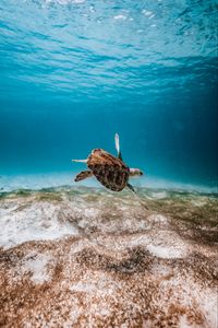 Preview wallpaper turtle, underwater, water, sea