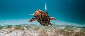 Preview wallpaper turtle, underwater, water, sea