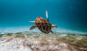 Preview wallpaper turtle, underwater, water, sea