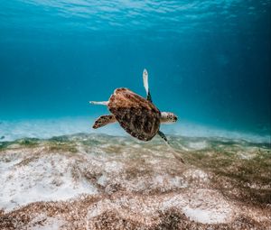 Preview wallpaper turtle, underwater, water, sea
