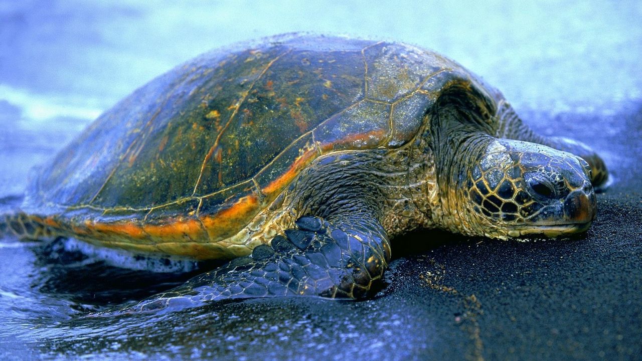 Wallpaper turtle, water, beach, shell