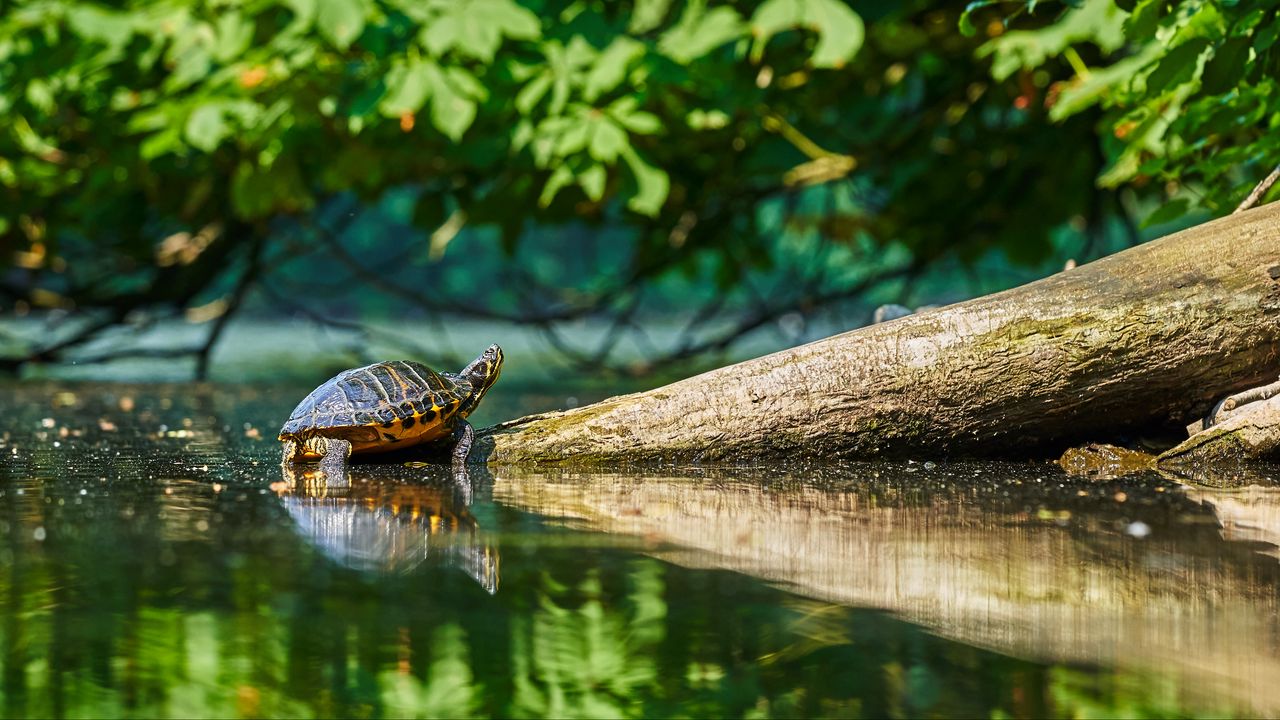 Wallpaper turtle, water, log, reflection