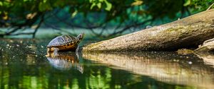 Preview wallpaper turtle, water, log, reflection
