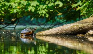 Preview wallpaper turtle, water, log, reflection