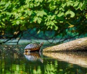 Preview wallpaper turtle, water, log, reflection