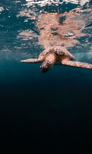 Preview wallpaper turtle, water, sea, underwater world