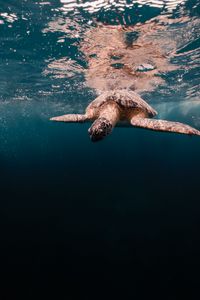 Preview wallpaper turtle, water, sea, underwater world