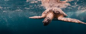 Preview wallpaper turtle, water, sea, underwater world