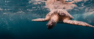 Preview wallpaper turtle, water, sea, underwater world