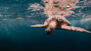 Preview wallpaper turtle, water, sea, underwater world