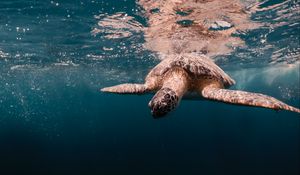 Preview wallpaper turtle, water, sea, underwater world