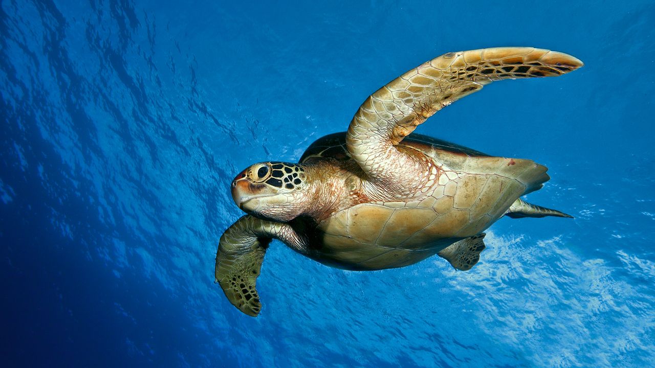 Wallpaper turtle, water, sea, swim