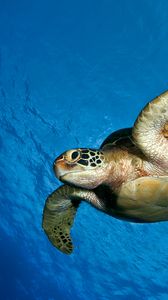 Preview wallpaper turtle, water, sea, swim