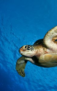 Preview wallpaper turtle, water, sea, swim