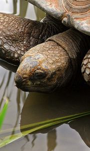 Preview wallpaper turtle, water, shell, head