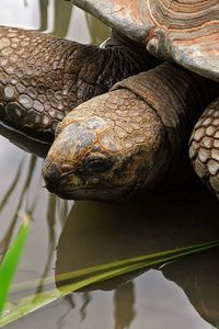 Preview wallpaper turtle, water, shell, head