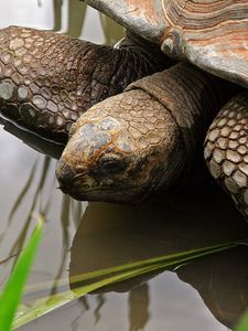 Preview wallpaper turtle, water, shell, head