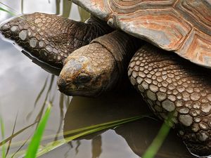 Preview wallpaper turtle, water, shell, head