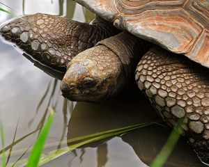 Preview wallpaper turtle, water, shell, head