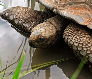 Preview wallpaper turtle, water, shell, head