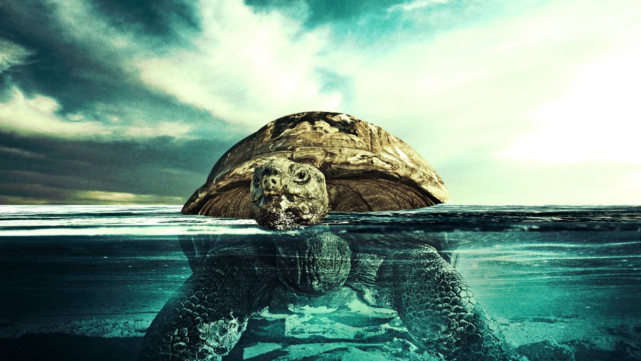 Wallpaper turtle, water, swim, underwater