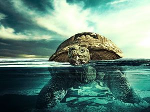Preview wallpaper turtle, water, swim, underwater