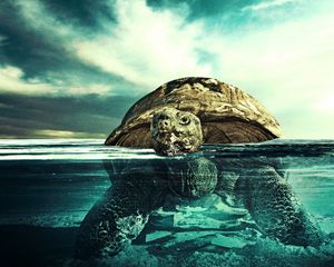 Preview wallpaper turtle, water, swim, underwater