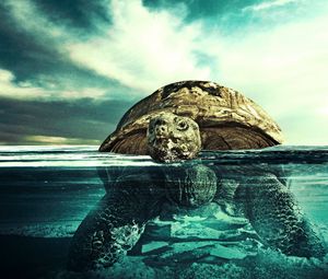 Preview wallpaper turtle, water, swim, underwater