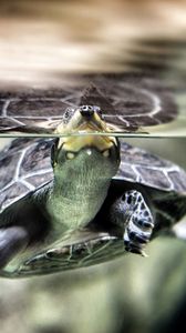 Preview wallpaper turtle, water, swim, shell