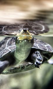 Preview wallpaper turtle, water, swim, shell
