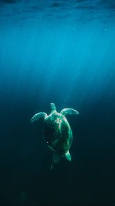Preview wallpaper turtle, water, under water, light, rays