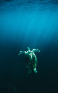 Preview wallpaper turtle, water, under water, light, rays