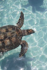Preview wallpaper turtle, water, waves, fish, swim