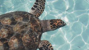 Preview wallpaper turtle, water, waves, fish, swim