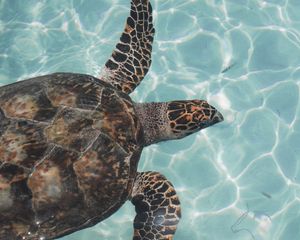 Preview wallpaper turtle, water, waves, fish, swim