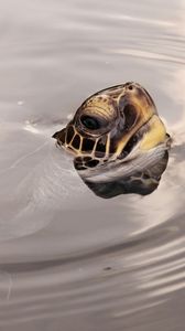 Preview wallpaper turtles, head, water, surface, wheels