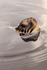 Preview wallpaper turtles, head, water, surface, wheels