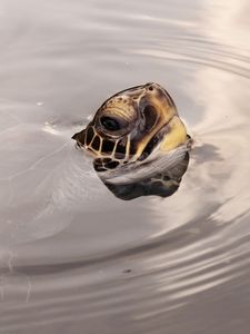 Preview wallpaper turtles, head, water, surface, wheels