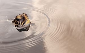 Preview wallpaper turtles, head, water, surface, wheels