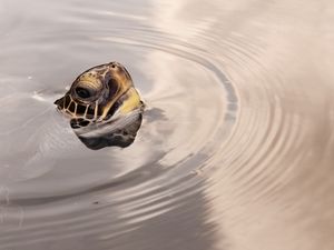 Preview wallpaper turtles, head, water, surface, wheels