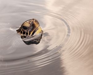 Preview wallpaper turtles, head, water, surface, wheels